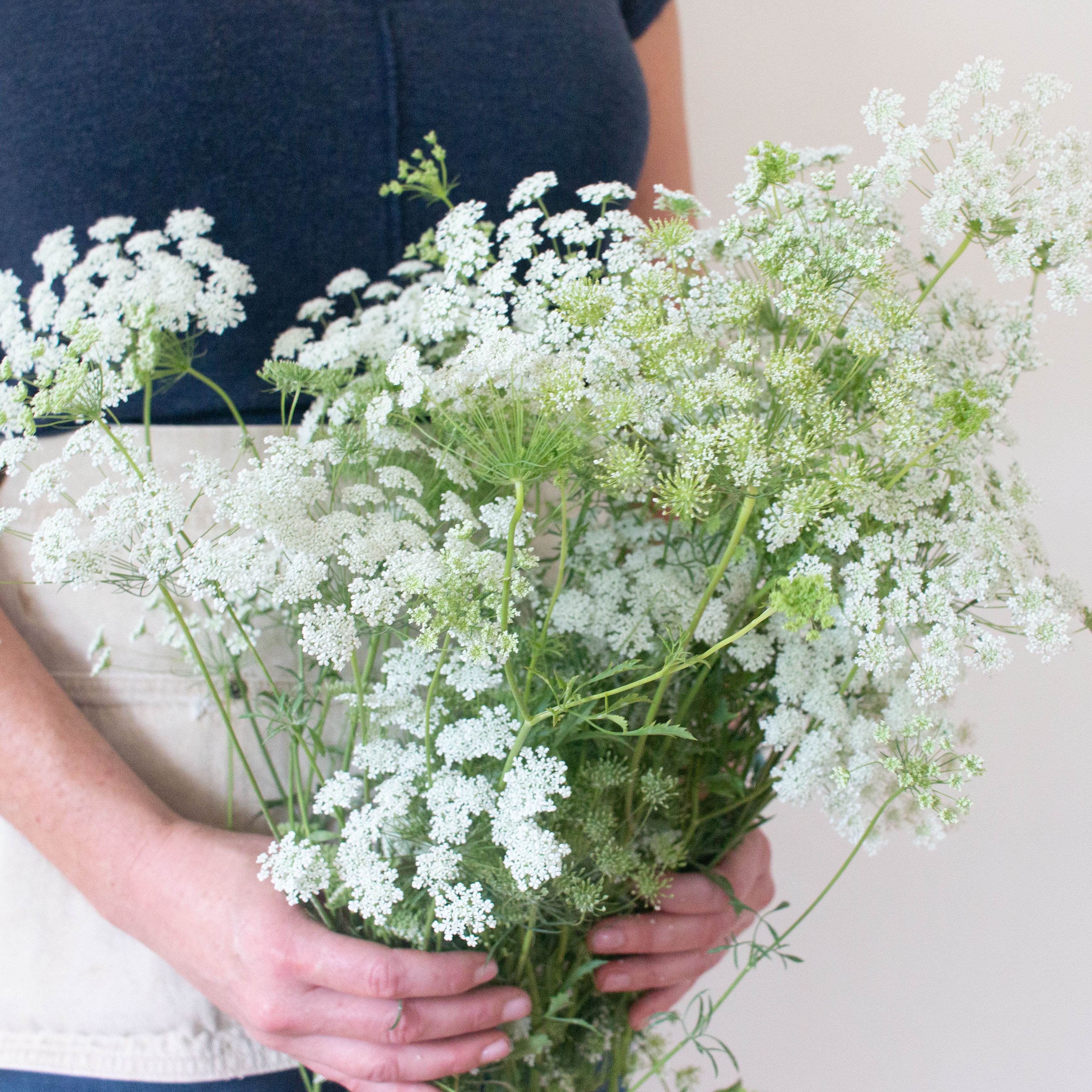 white queen annes lace