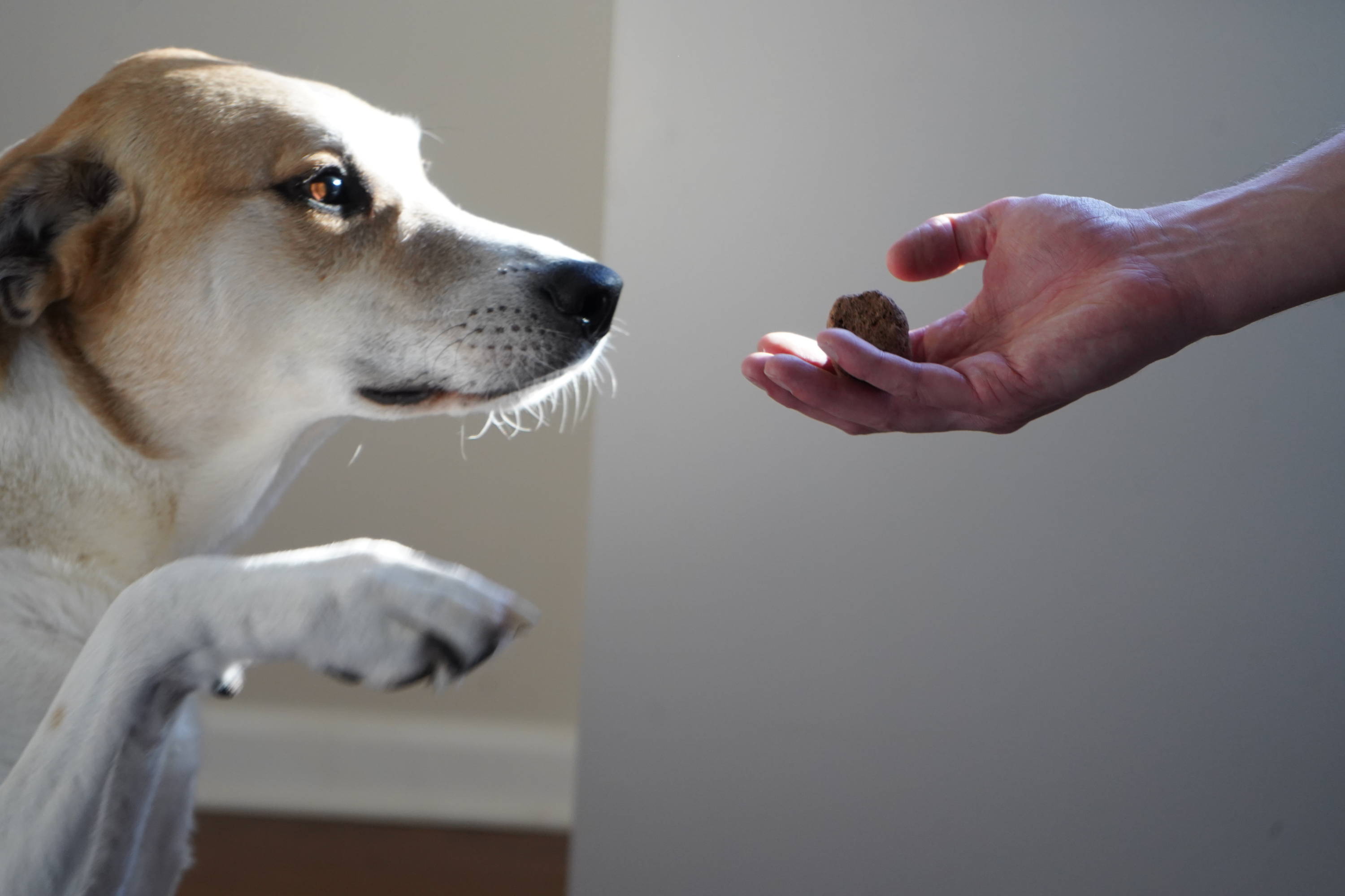 On the left, a dog holds out paw waiting for a treat. On the right, a man's hand holds a treat for the dog. 
