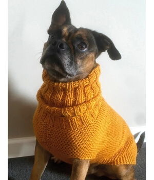 Dog wearing an orange knitted sweater, looking curiously at the camera.