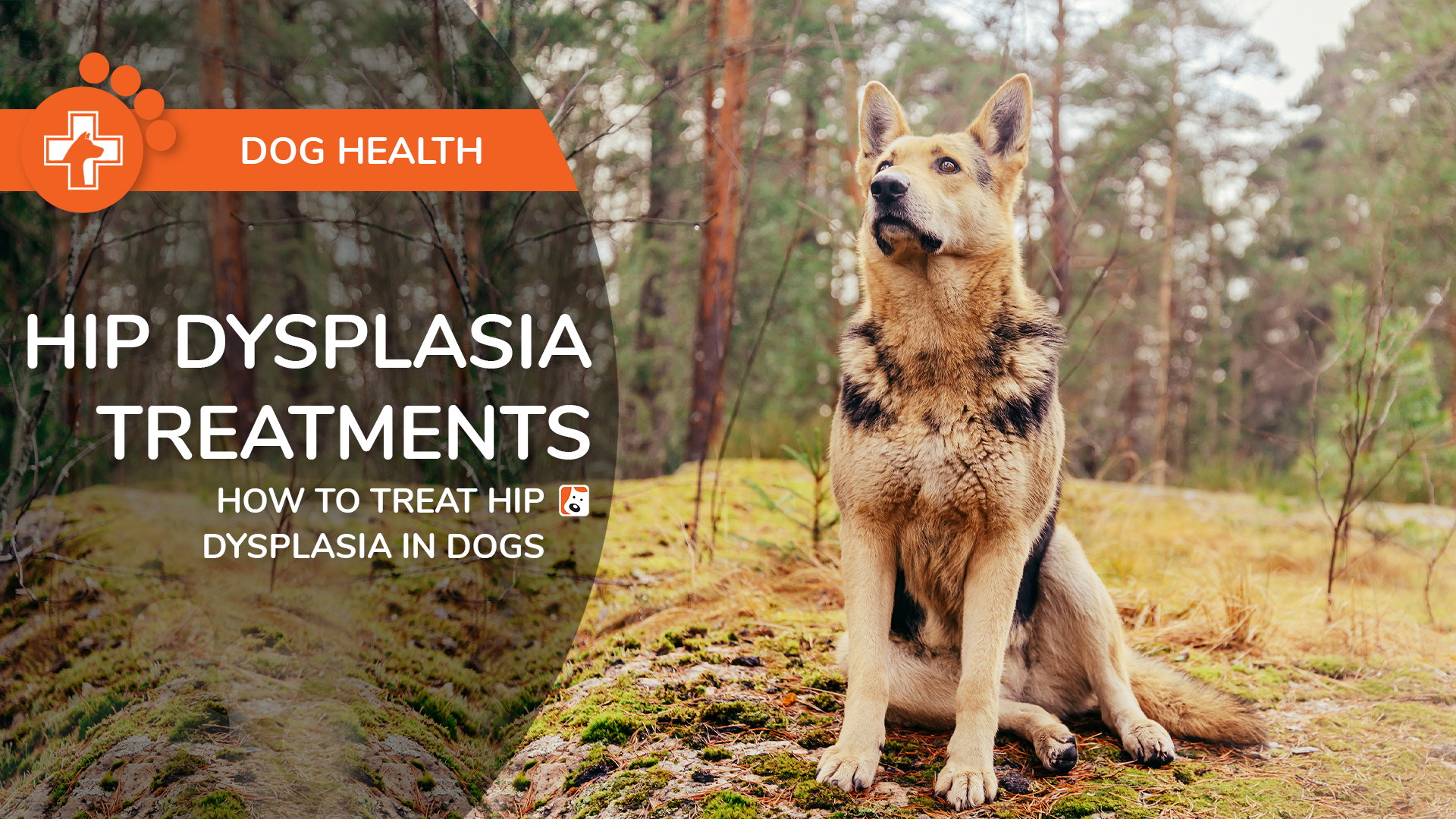 Treatment for Hip Dysplasia in Dogs