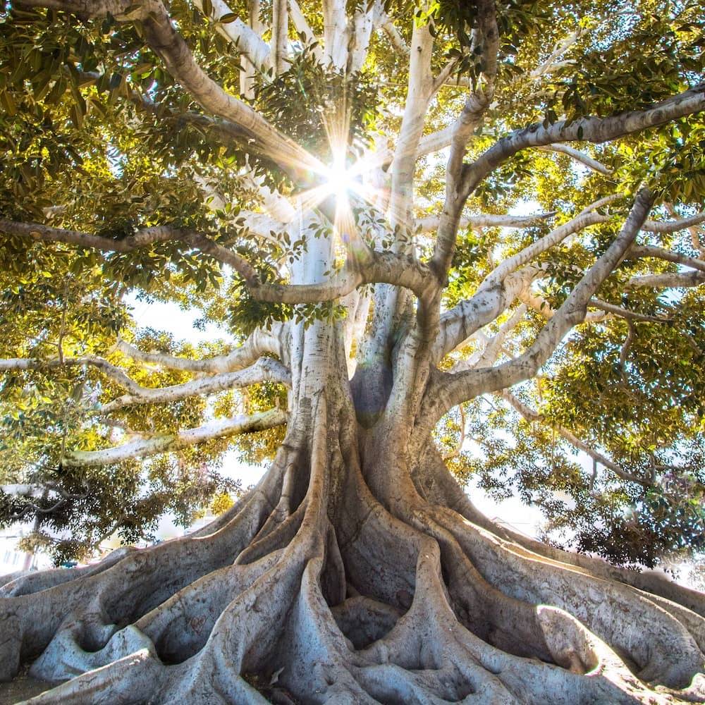 Tall ancient tree with deep tree roots