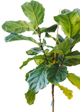 Fiddle Leaf Figs