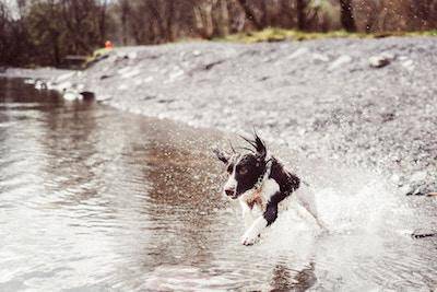 black and white dog running through river - AnimalBiome