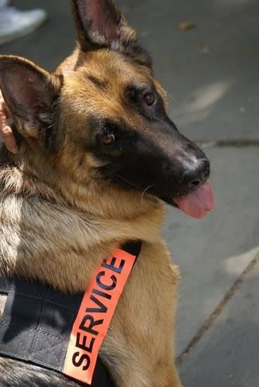 A Black and tan German Shepherd sitting down looking back towards the camera wearing a black and orange service vest. 