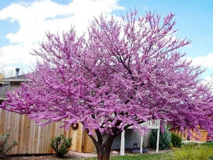 21 Dwarf Flowering Trees With Names and Pictures