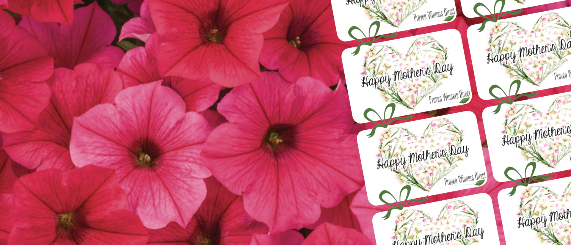Supertunia Vista Paradise Bloom Highlight Photo