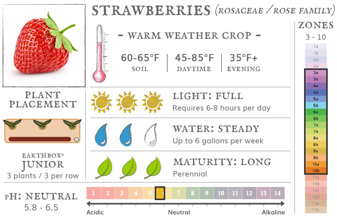 Strawberries are a warm weather crop best grown in zones 3 to 10. They require 6-8 hours sun per day, up to 6 gallons of water per week, and take long to mature being a perennial. Place 3 plants, 3 per row, in an EarthBox Junior