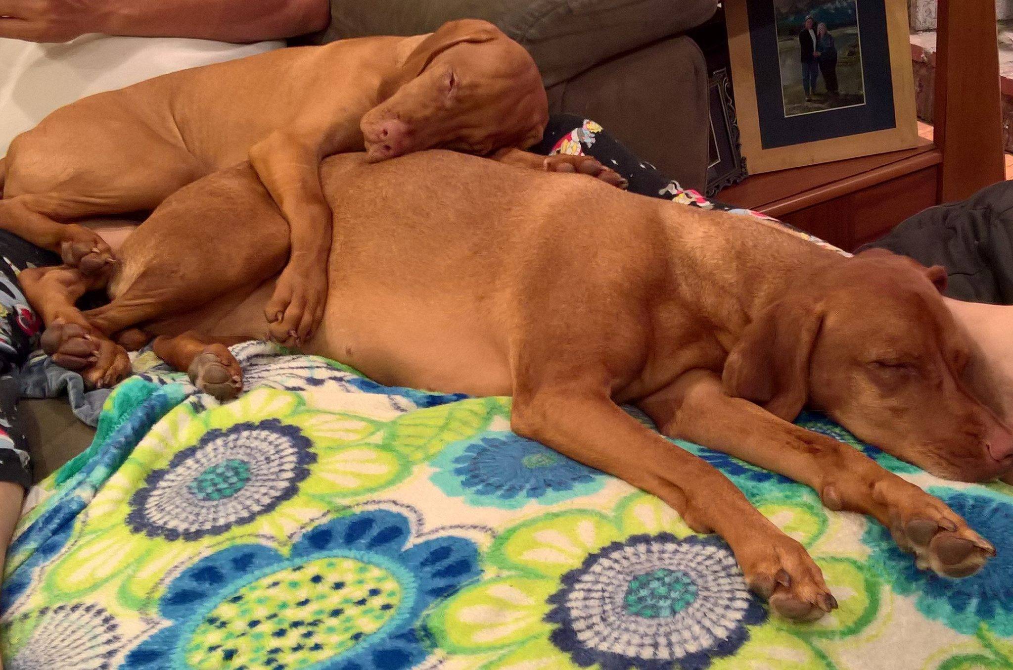 2 vizsla dogs cuddling on couch