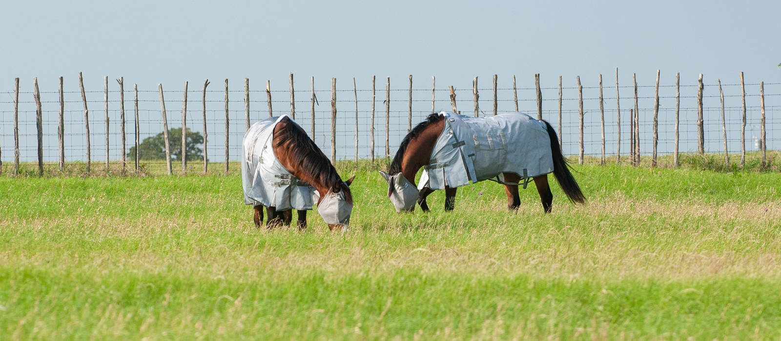 Horses in a pasture grazing 