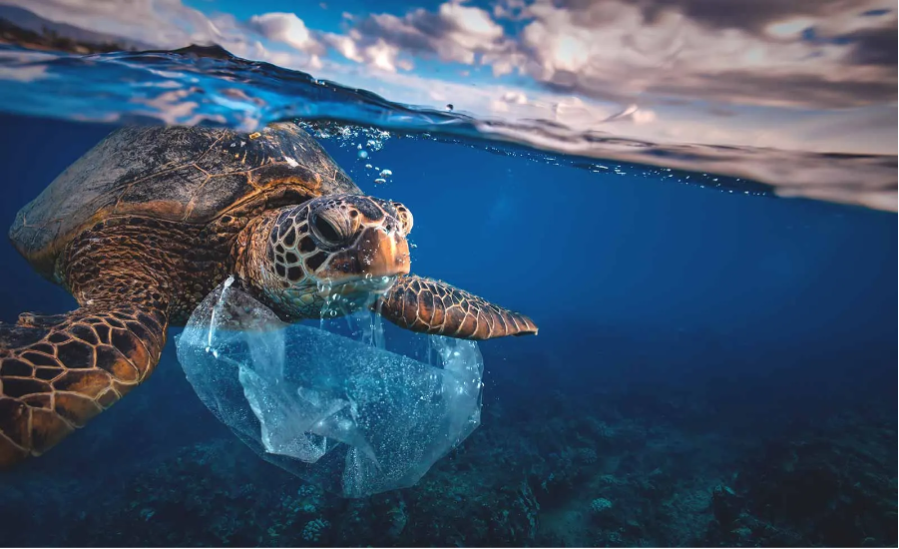 Eine Schildkröte mit Plastiktüte im Maul taucht unter Wasser