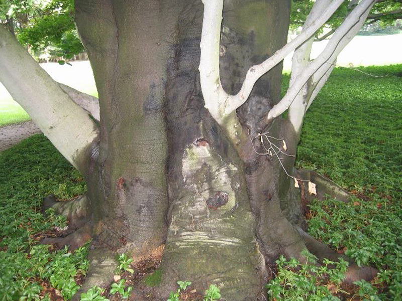 Canker on beech caused by Phytophthora spp.