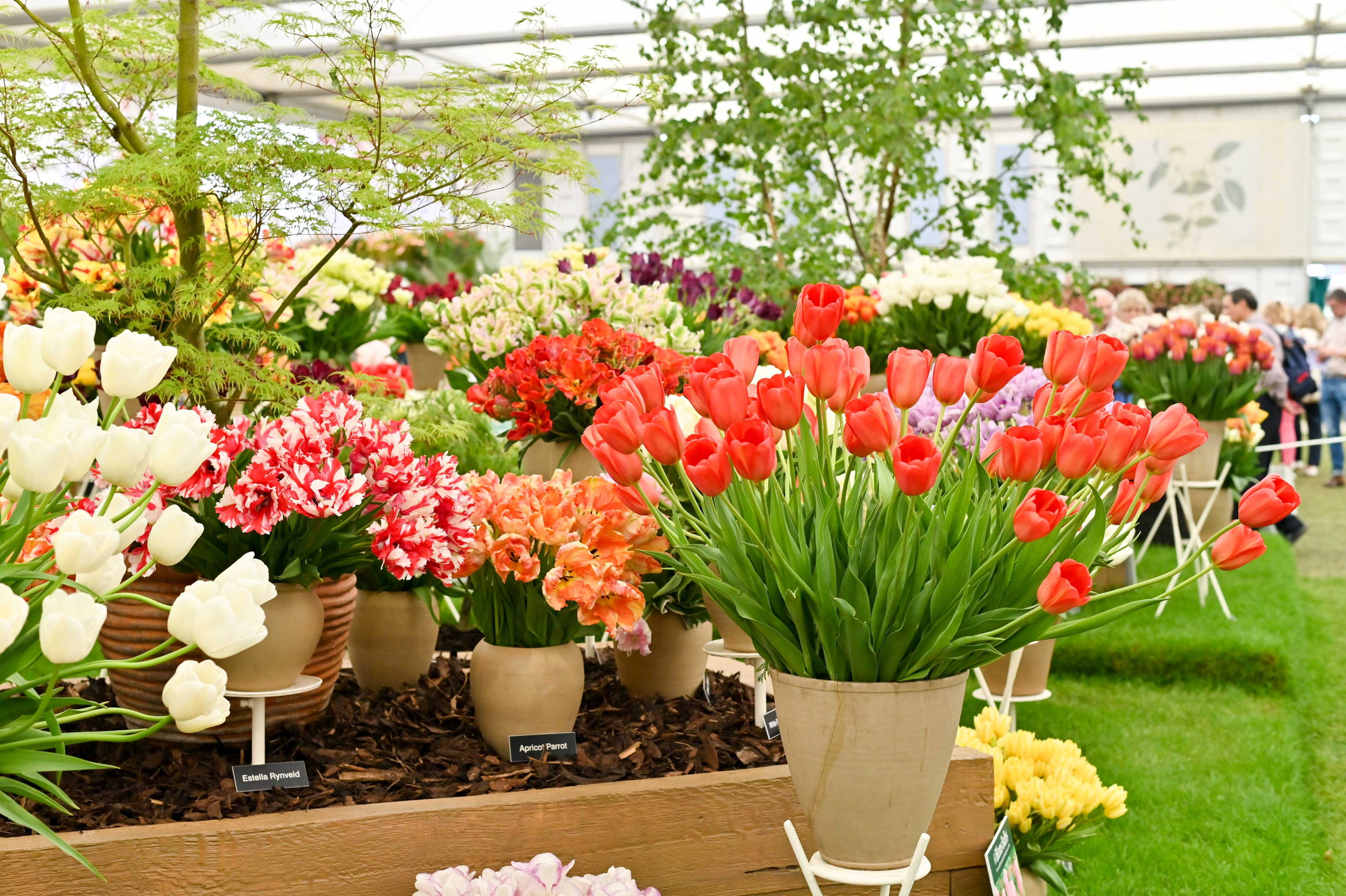 Tulips at the 2019 Chelsea Flower Show