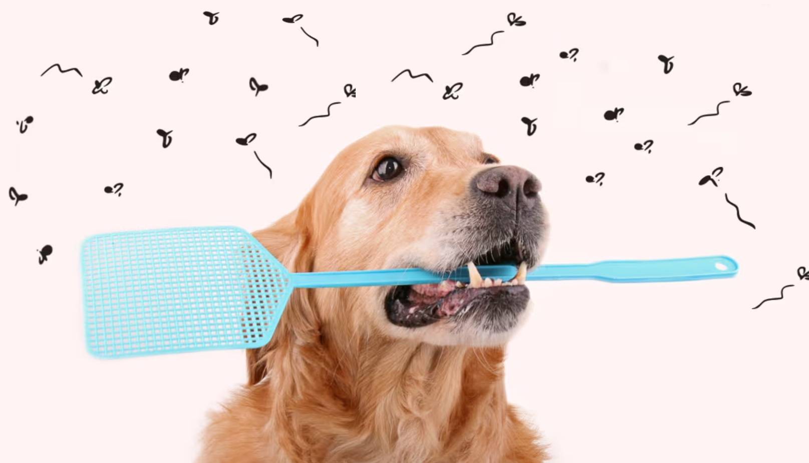 A retriever holding a fly swatter
