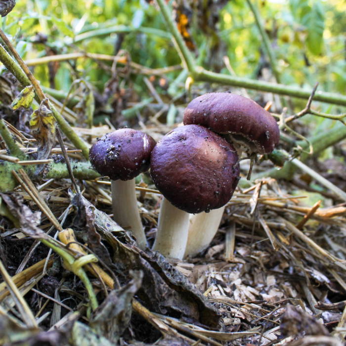 wine cap mushrooms in a garden