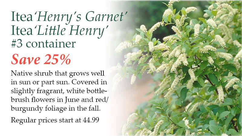 Itea ‘Henry’s Garnet’ or Itea ‘Little Henry’, #3 containers - Save 25%! Native shrub that grows well in sun or part sun. Covered in slightly fragrant, white bottlebrush flowers in June and red/burgundy foliage in the fall. | Regular prices start at $44.99. 
