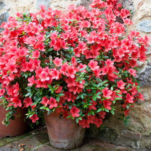 Cusco Verwijdering helpen Top winterharde planten die jouw tuin opfleuren in het najaar – Bakker.com