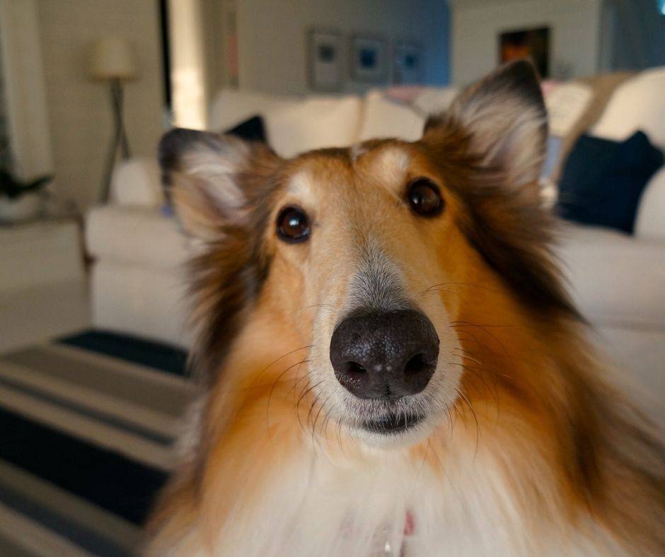 message from dog to dog mom