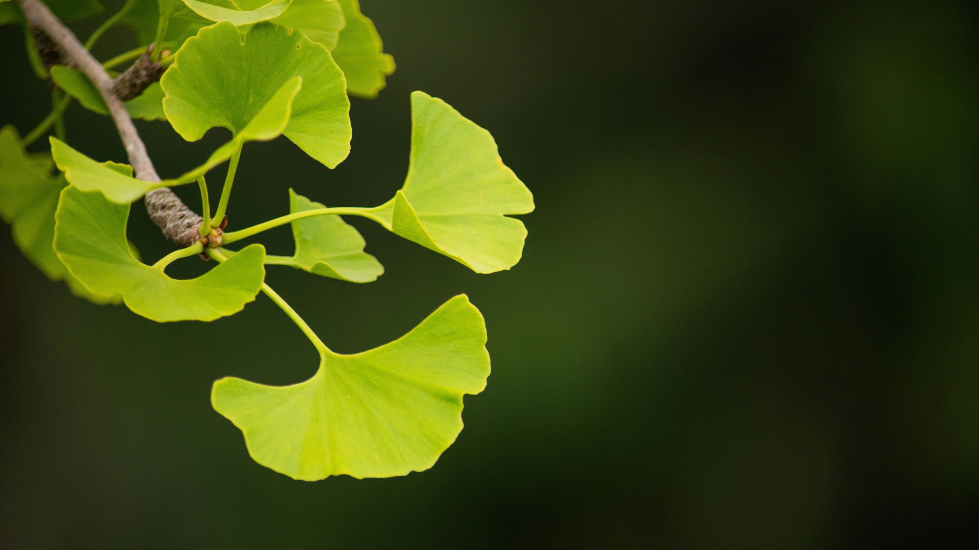 Green ginkgo leaves against a dark background.