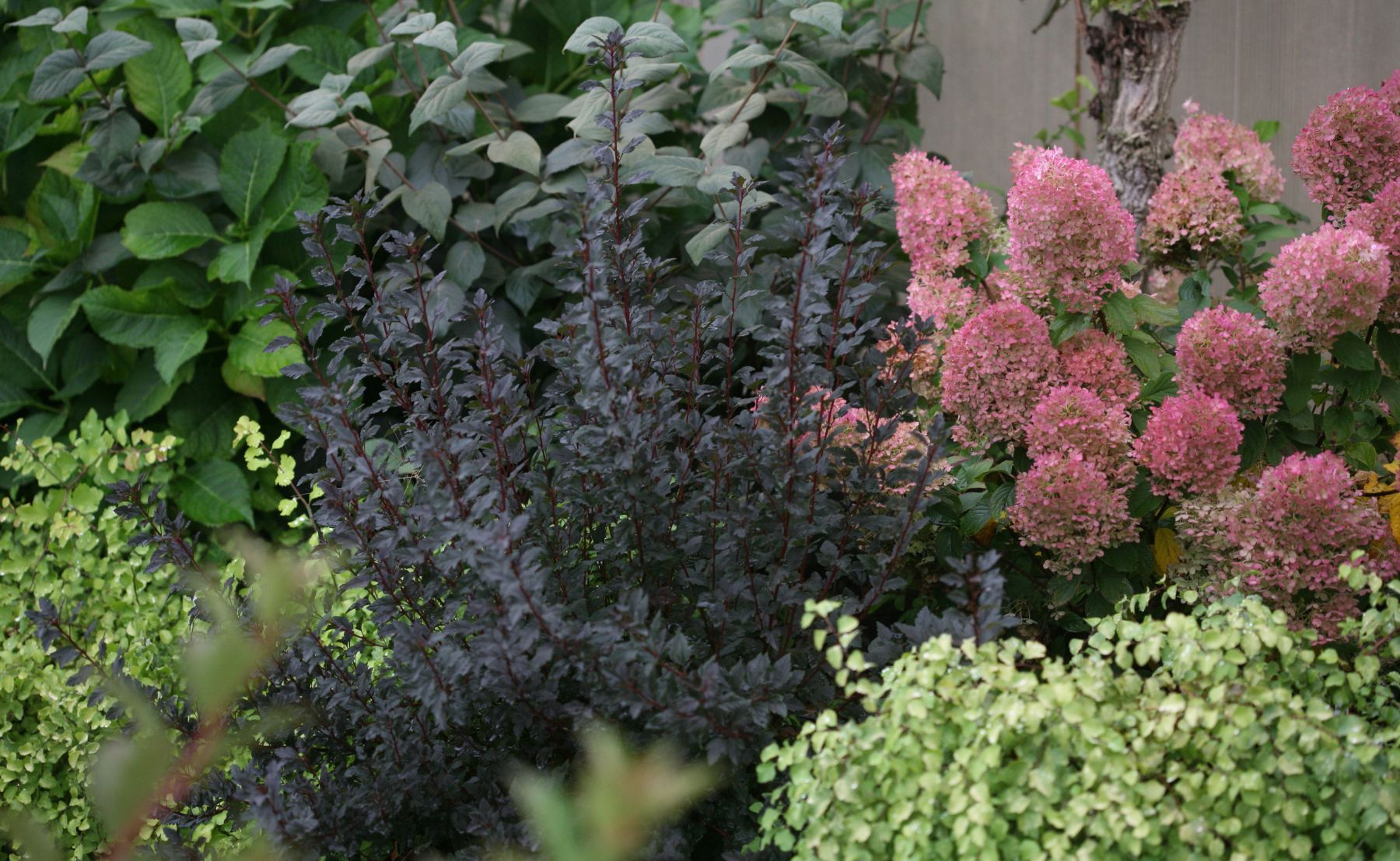 Photo of tiny wine ninebark planted in an outside garden