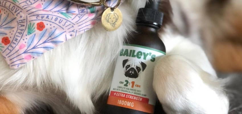Image of a calm dog sitting, accompanied by our Extra Strength 2:1 CBD product.