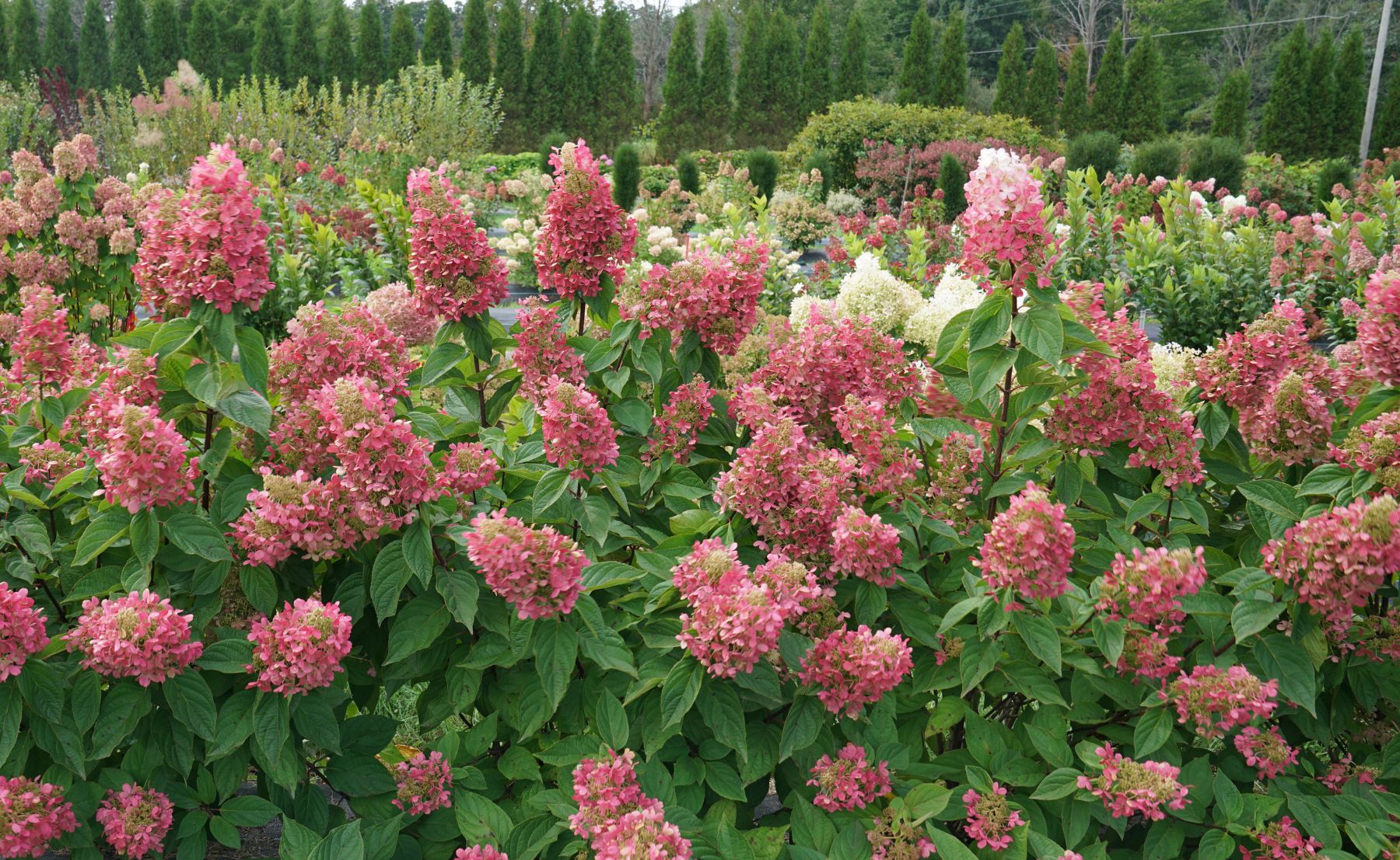 Pinky Winky Prime® Panicle Hydrangea planted outside in a garden surrounded by green foliage.