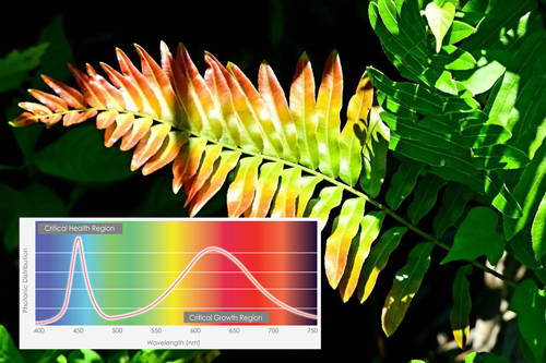 This is a picture of the grow light spectrum as explained by a growing leaf.