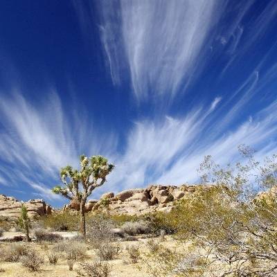 Joshua tree standing tall against clouds in the sky.