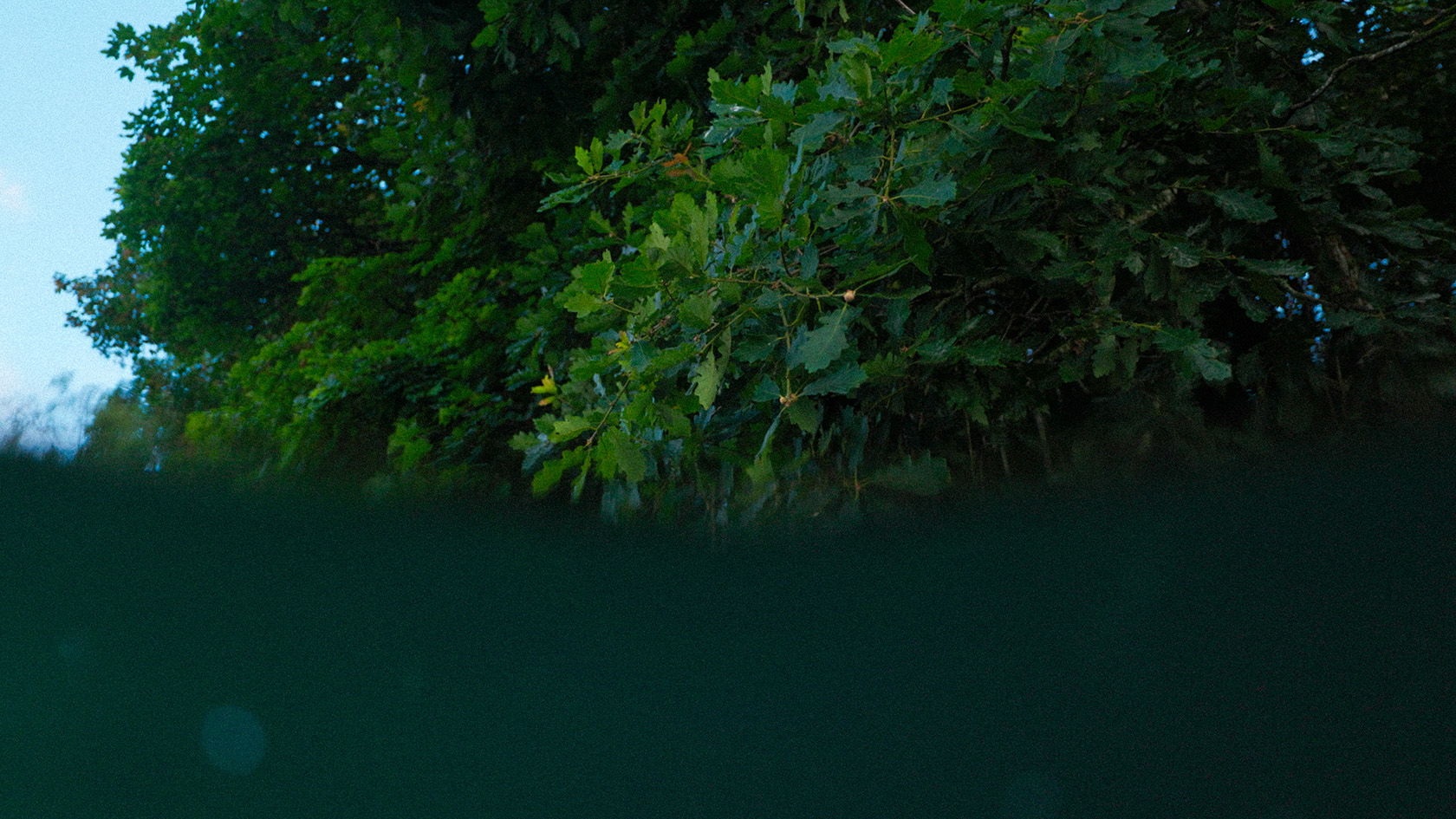 Underwater view of greenery and surface light filtering through.
