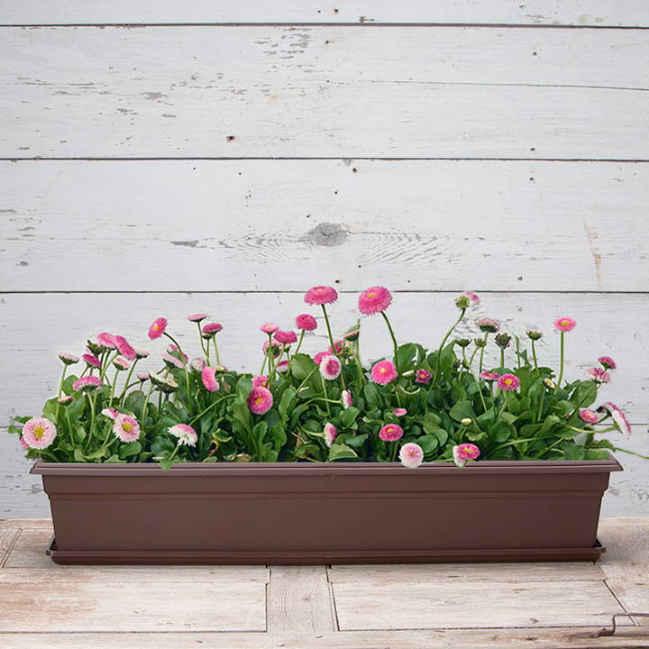 Brown Countryside flower box on top of a tray