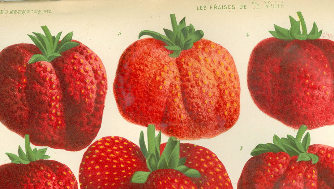 Chromolithography print of strawberries