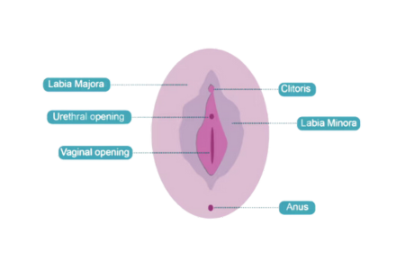 Understanding your anatomy, vulva vs vagina diagram 