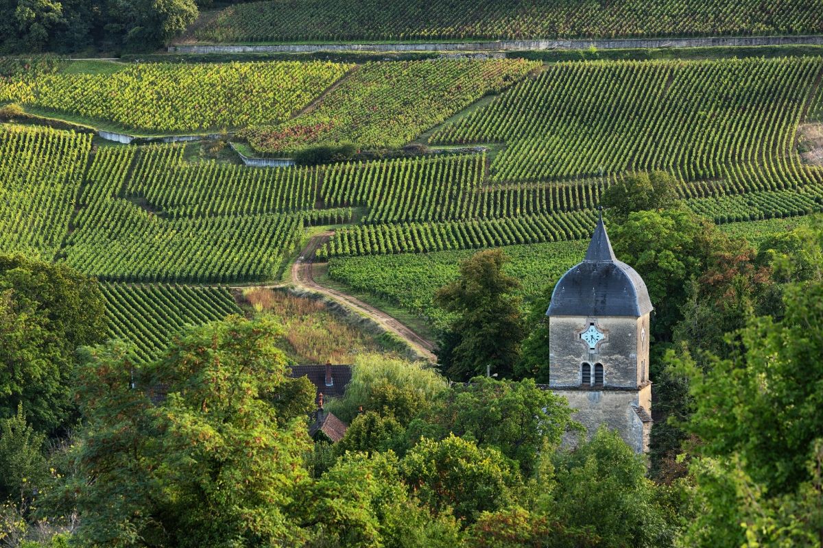 Vineyards with a clock tower surrounded by lush greenery.