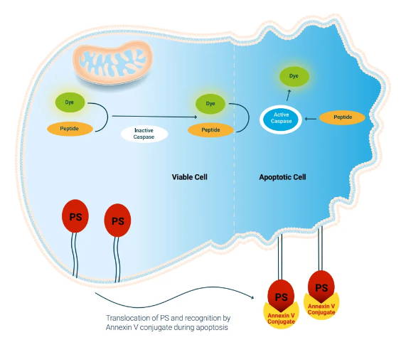 Annexin V apoptosis detection kit for flow cytometry from Assay Genie