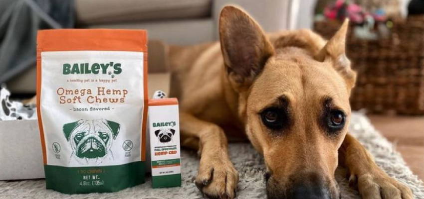 Image of a calm dog sitting on the ground, accompanied by our Omega Hemp Soft Chews product.