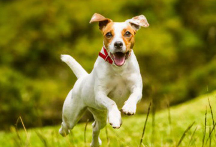 dog jumping