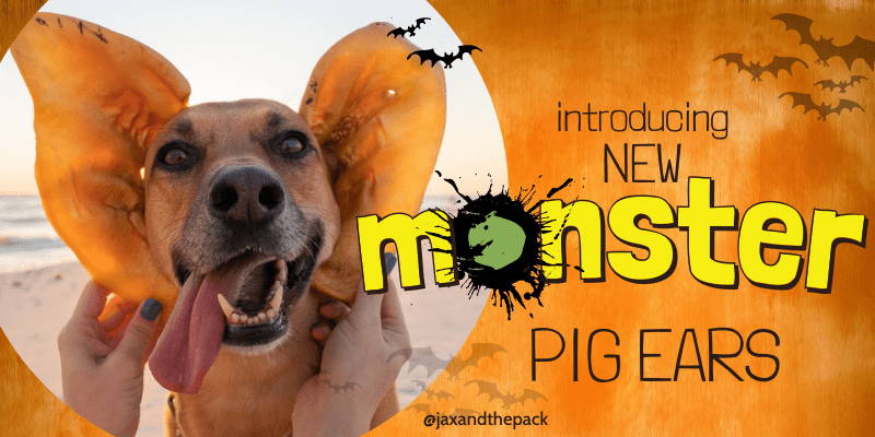 Orange halloween background with photo of monster pig ears being held up to a dog's ears. Text: 