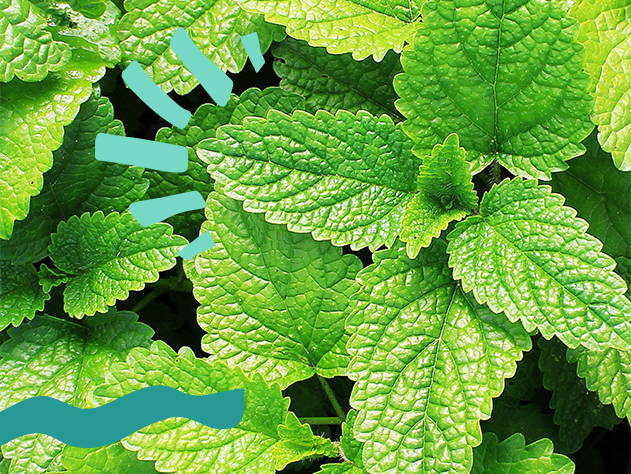 Mint leaves- Babo Botanicals