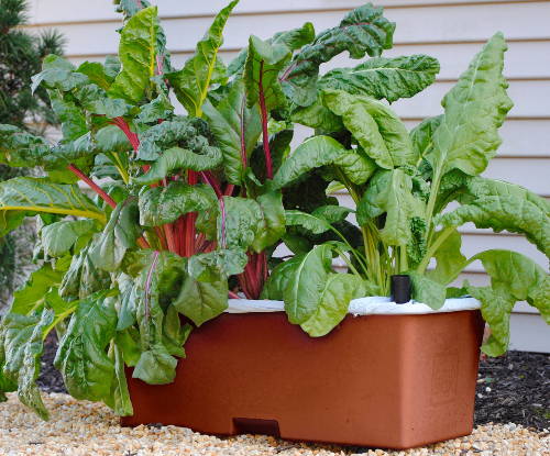 An EarthBox gardening box growing leafy greens
