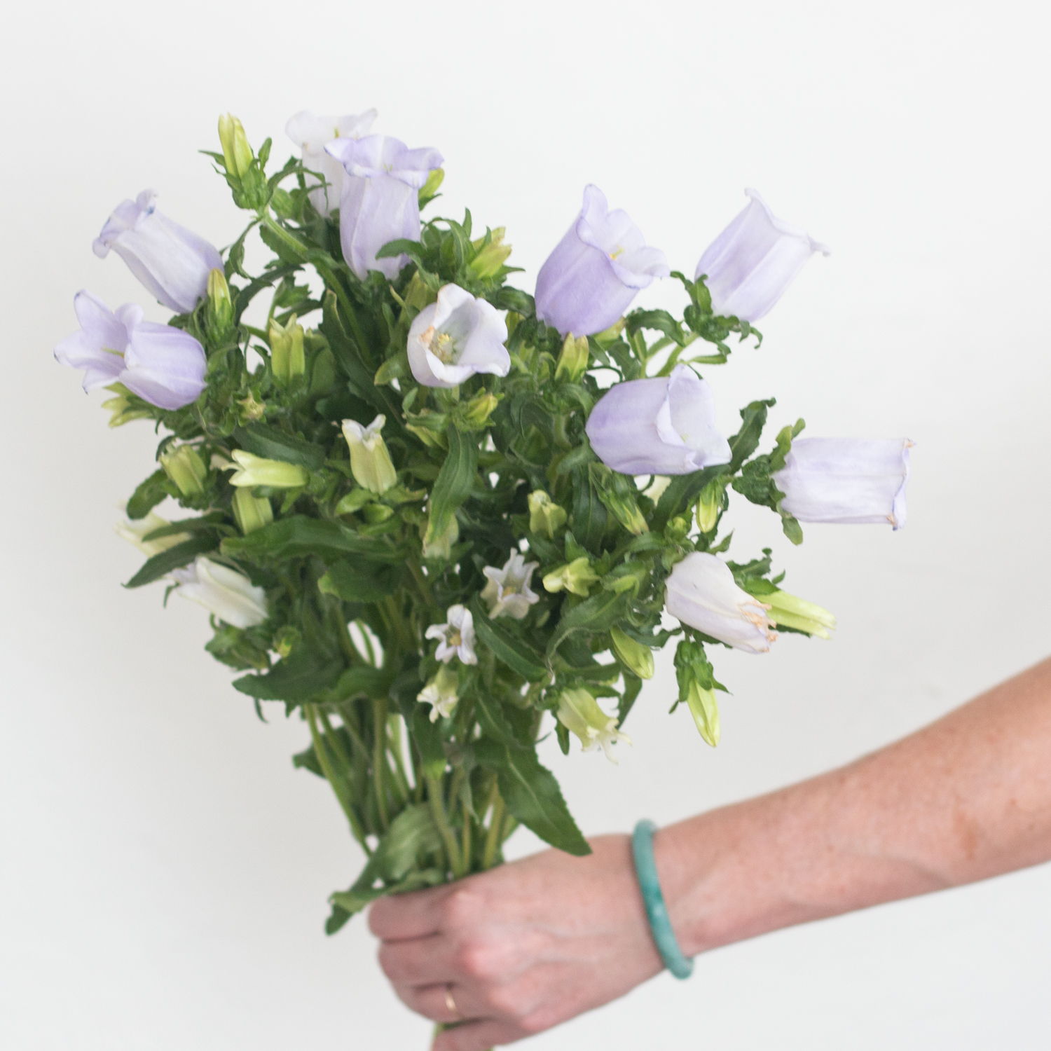 lavender campanula
