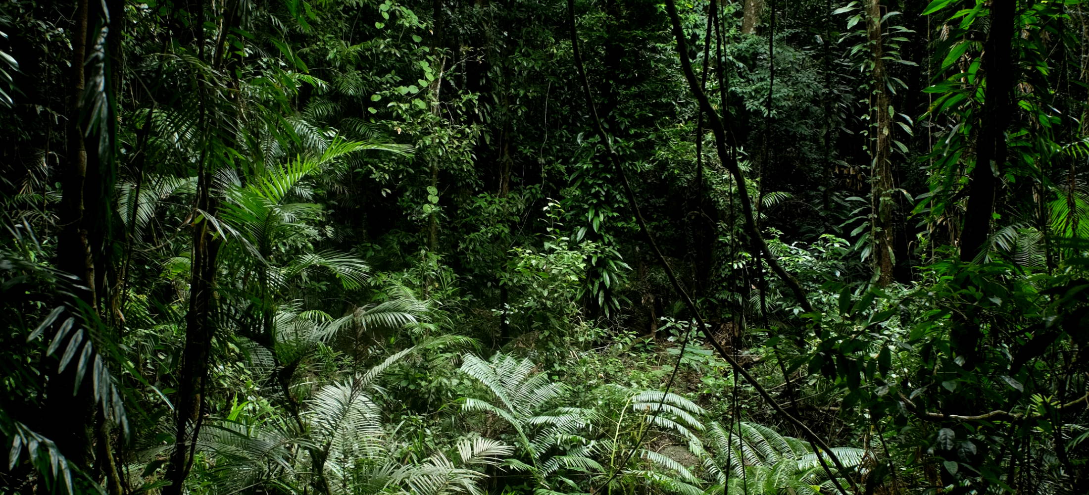 Daintree rainforest | lush green trees and plants | camilla franks, camilla designer, camilla clothing designer, camilla fashion designer, camilla clothing australia