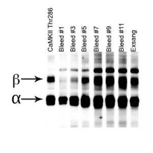 signal variation across bleeds