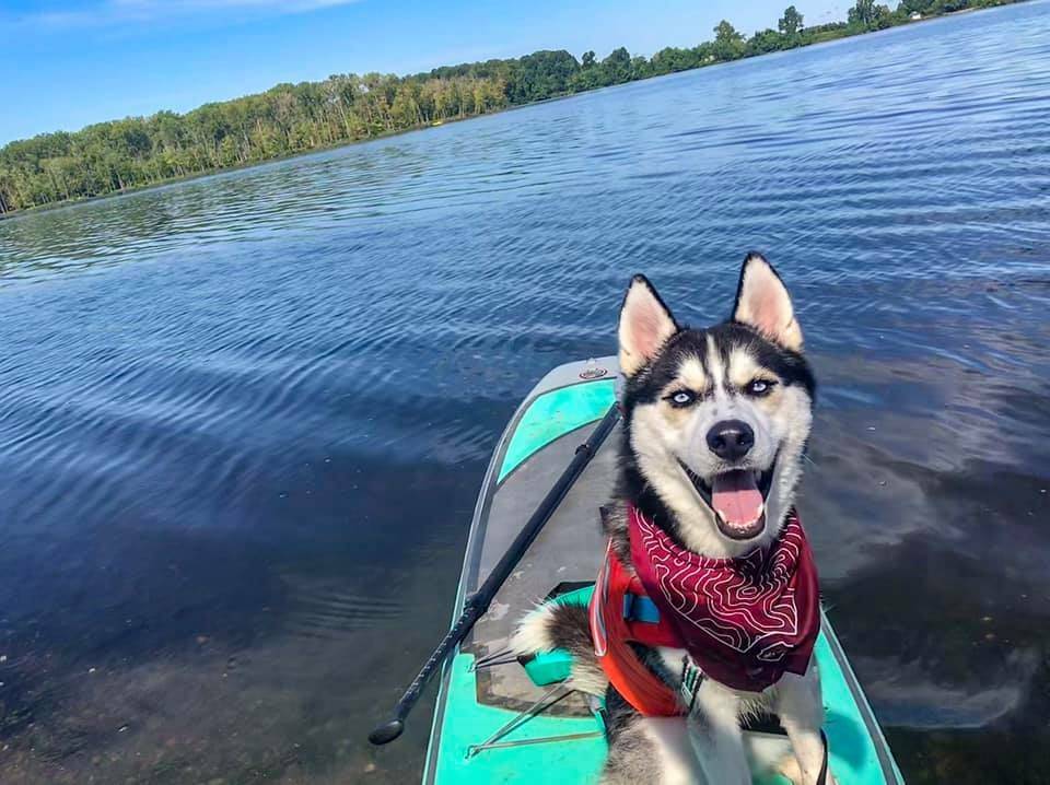 smiling siberian husky sitting on stand up paddle board