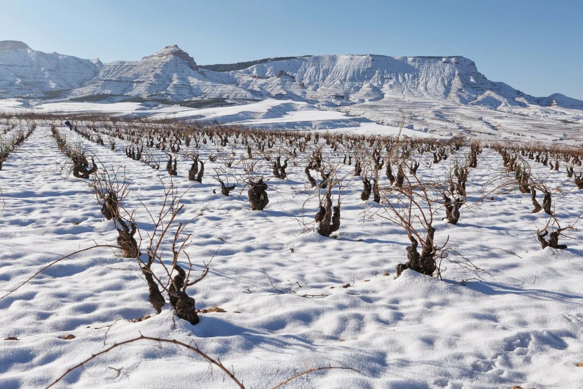 Vineyard covered in snow with mountains in the background under a clear blue sky.
