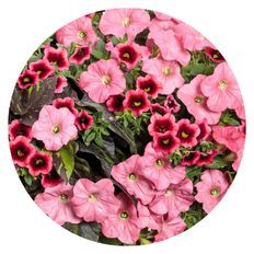 Strawberry Crush Combination Hanging Basket