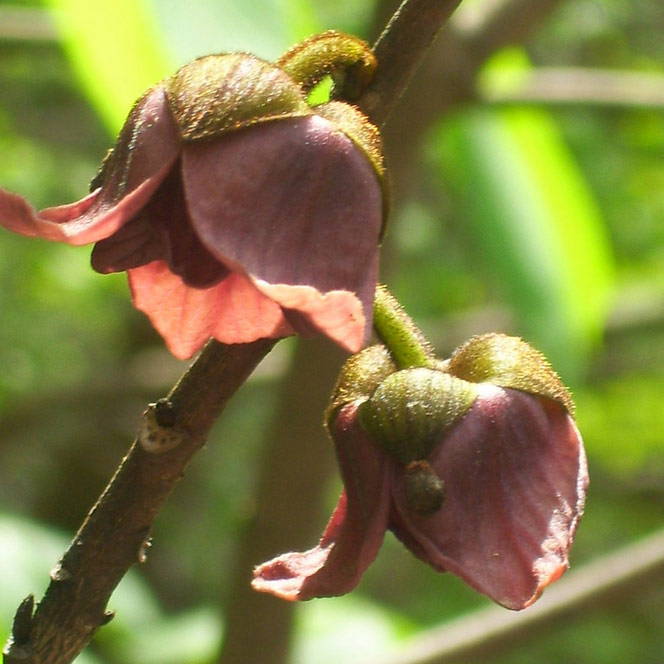 Pawpaw flowers on a tree