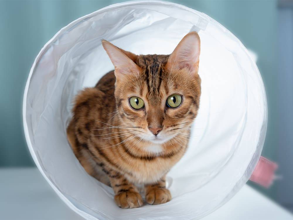 Katze sitzt in einem Rascheltunnel