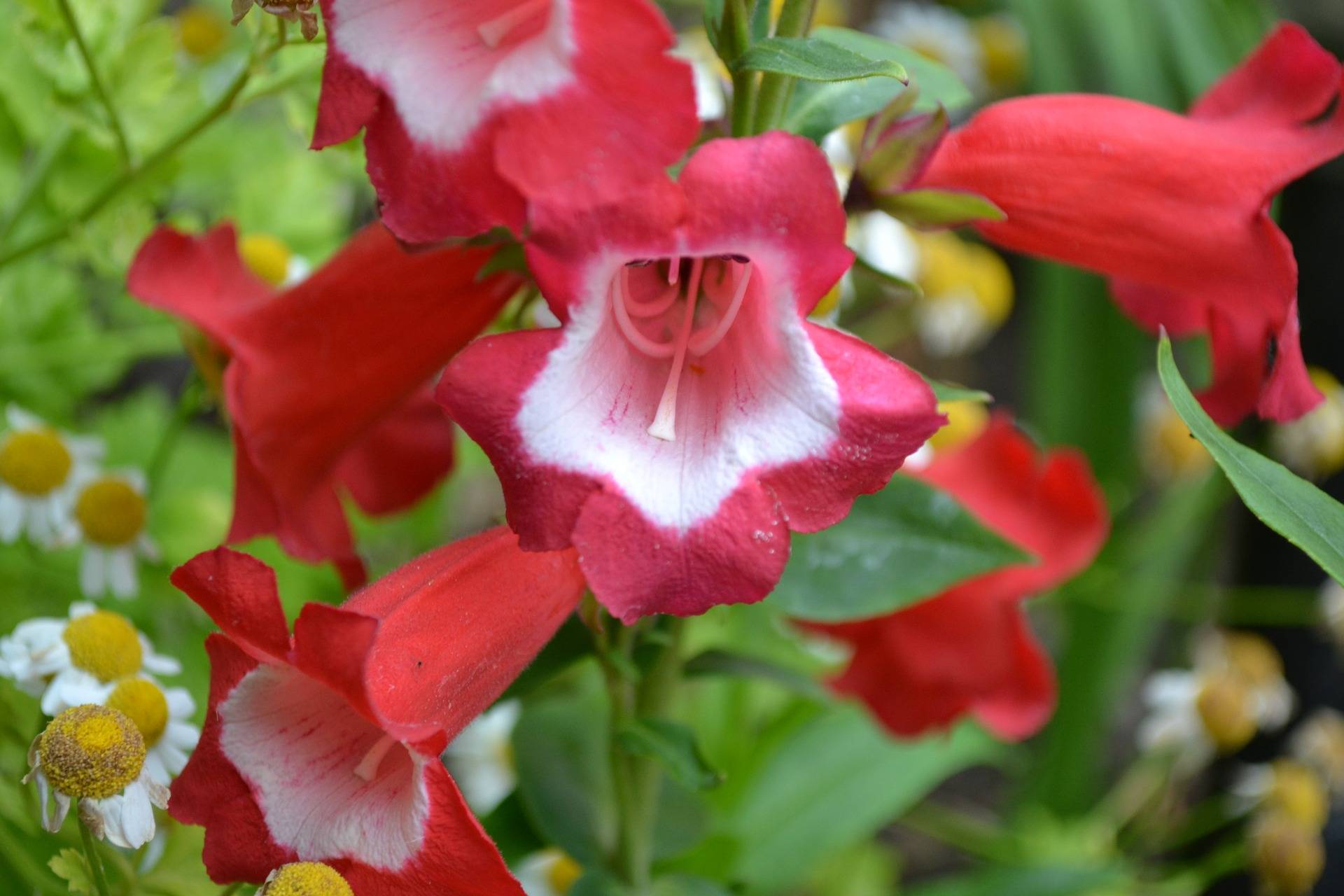 Penstemon Flower