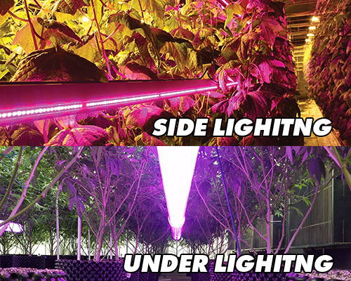 These are examples of side supplemental lighting, as well as lighting underneath plants.