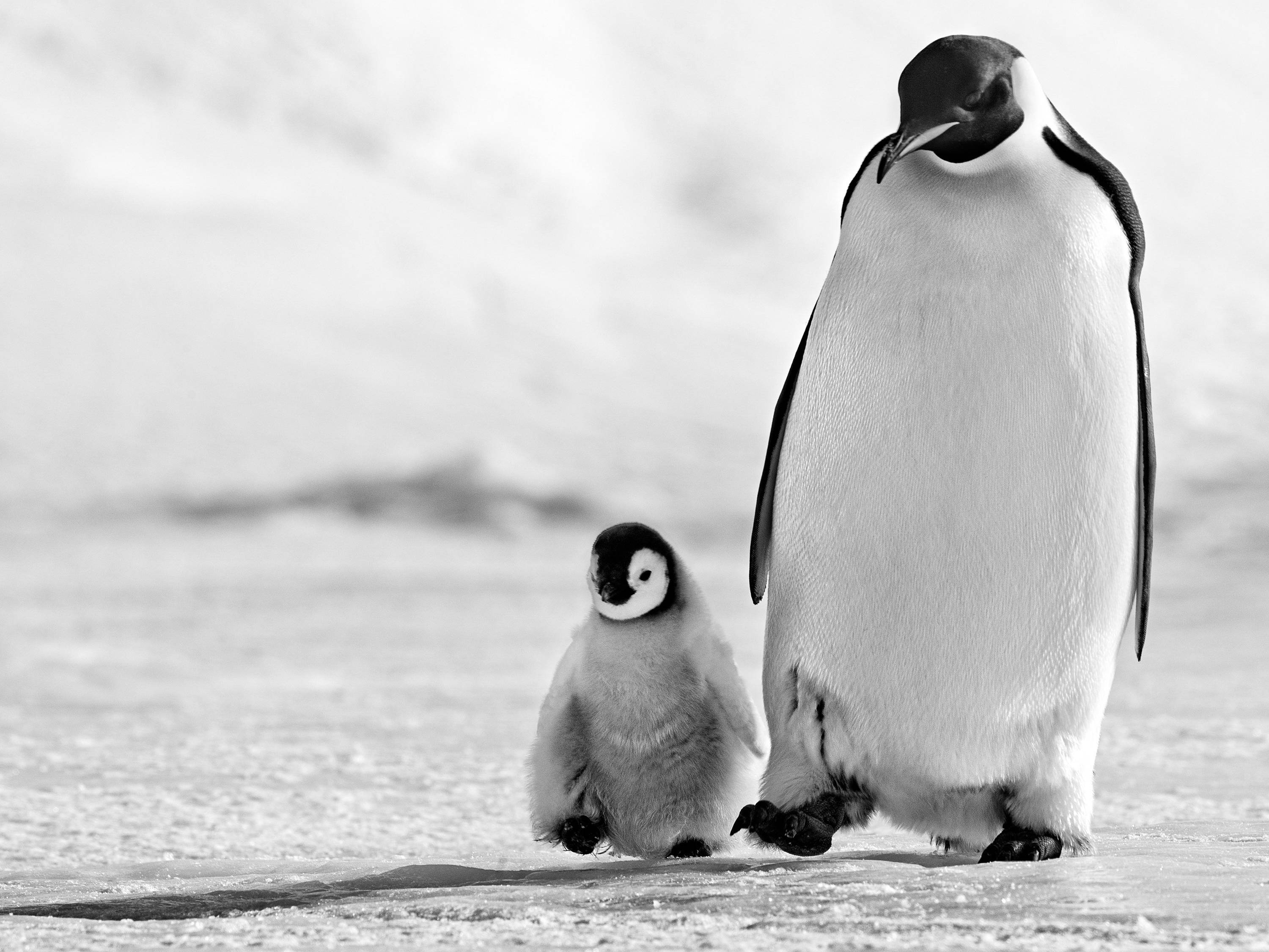 David Yarrow Santa Fe Art Gallery