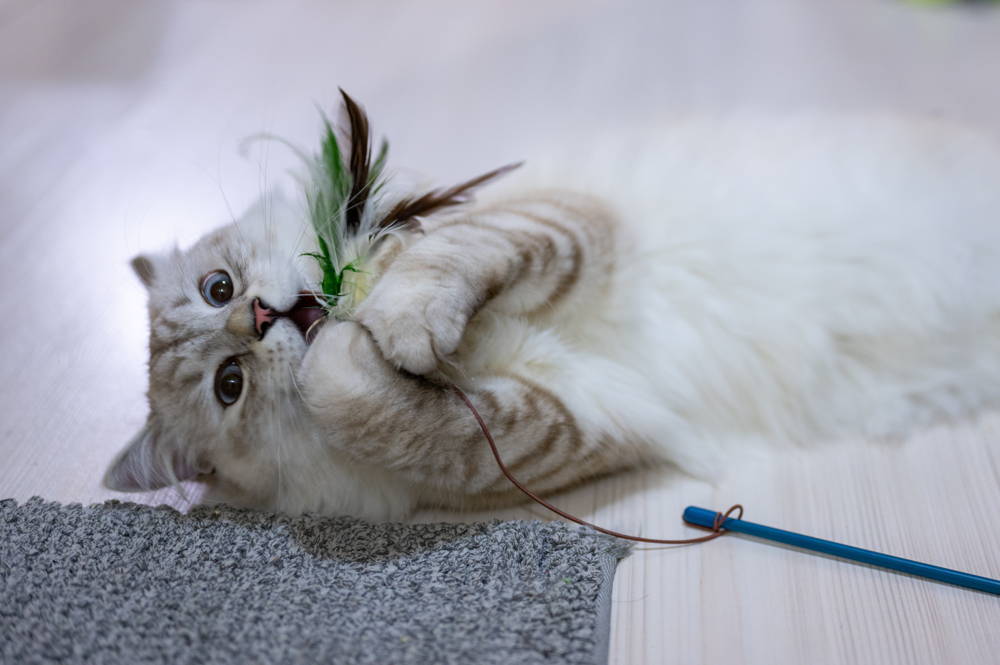 A white kitten playing with a toy